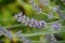 Purplish flowers of fresh lavender twig close up