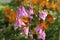 Purplish pink columbine flowers