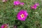 Purplish pink flowers of Portulaca grandiflora