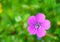 Purplish Pink Geranium Pratense (Meadow Geranium) Flower, Valley of Flowers, Uttarakhand, India