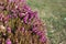 Purplish Pink Lavender Flowers Photographed in Nyon