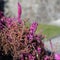 Purplish Pink Lavender Flowers Photographed in Nyon