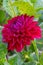 Purplish red flower of garden Dahlia Anna Cornelia