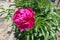 Purplish red flower of peony in spring