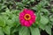 Purplish red flowerhead of Zinnia elegans