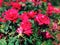 Purplish red roses flowers blooming inside Elizabeth Park