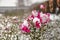 Purplish red roses in a snowstorm