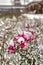 Purplish red roses in winter