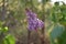 `The Purps` Purple Lavendar Blossoms in Springtime Blue Ridge Mountains USA