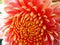 Purpul chrysanthemum flower in the sun rise