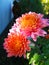 Purpul chrysanthemum flower in the sun rise