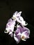 Purpure small orchid