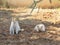 Purr-fect Contrast: White and Yellow Feline Friends