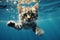 Purr fect dive Cute cat exhibits charming underwater swimming prowess