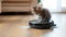 Purr-fect Harmony: Kitten Rides Robot Vacuum in Modern Living Room