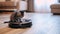 Purr-fect Harmony: Kitten Rides Robot Vacuum in Modern Living Room