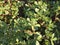 Purslane background isolate