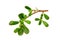 Purslane branch green leaves isolated on white background.top view,flat lay