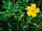 Purslane, Common purslane, Common garden purslane, Pigweed purslane, have medicinal properties, Small flower