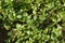 Purslane garden, large amount of cultivated purslane, medicinal herb purslane, omega 3 and purslane