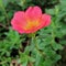 Purslane mossrose blooming in garden