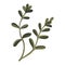 Purslane plant icon