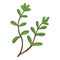 Purslane plant icon