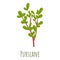 Purslane plant icon, cartoon style