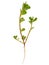 Purslane plant isolated on white. Portulaca oleracea