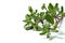 purslane plant or Portulaca isolated