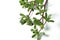 Purslane plant or Portulaca isolated