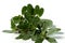 Purslane plant or Portulaca isolated