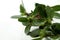 Purslane plant or Portulaca isolated