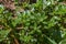 Purslane plant portulaca oleracea outdoors