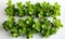 Purslane plant on a white background close-up.