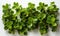 Purslane plant on a white background close-up.