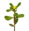 Purslane plant with yellow flower isolated on white, Portulaca oleracea