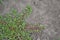 Purslane. Portulaca oleracea. Field. Growing. Agriculture. Weeds