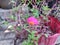 Purslane rose plant with scientific name Portulaca grandiflora