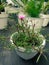 Purslane rose plant in small white pots