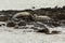 Pusa is a genus of earless seals.