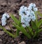 Puschkinia scilloides or striped squill flowers in bloom