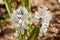 Puschkinia scilloides - view of blooming spring flowers growing in a garden