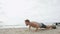 Push-ups - man fitness exercising on beach