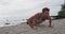 Push-ups - man fitness exercising pushups on beach living healthy lifestyle