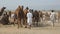 Pushkar camel fair