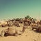 Pushkar Camel Fair - vintage retro style