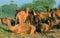 Pushkar Cattle Fair in Rajasthan
