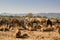 Pushkar, India: Bunch of Camels sitting on a desert at pushkar camel festival as a part of trade. India`s