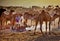 PUSHKAR, INDIA - NOVEMBER 17: Camels at the annual livestock fair